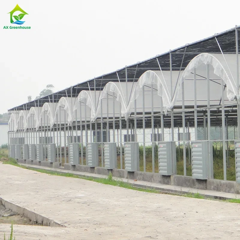 Multi-span Customized Size Agricultural Poly Tunnel Plastic Film Tomato Greenhouse 1