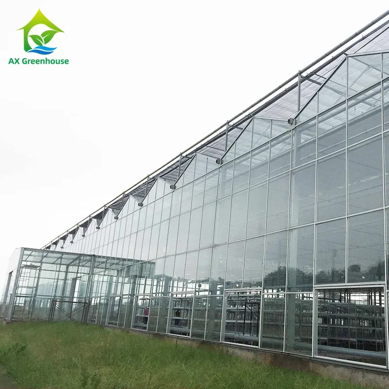 حلول زراعية شديدة التحمل: دفيئة زجاجية زراعية تجارية مقسّاة للزهور 1