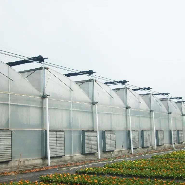 Serre tunnel en polyéthylène à travées multiples résistante au vent, en forme de dentelure, pour climat tropical 1