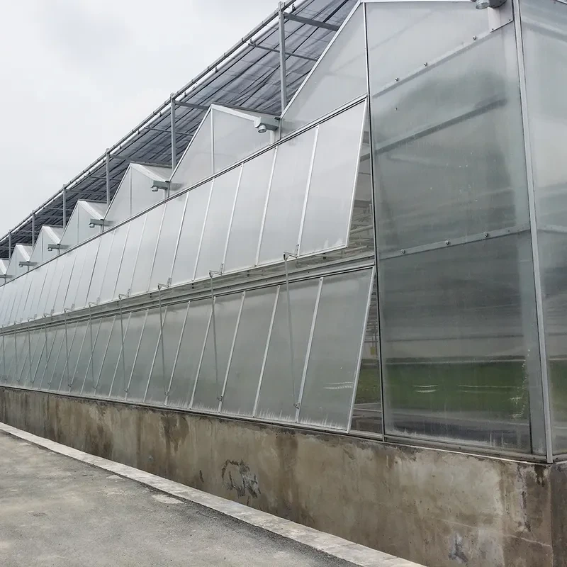 Invernadero agrícola automatizado Venlo de láminas de policarbonato multicapa para siembra 1