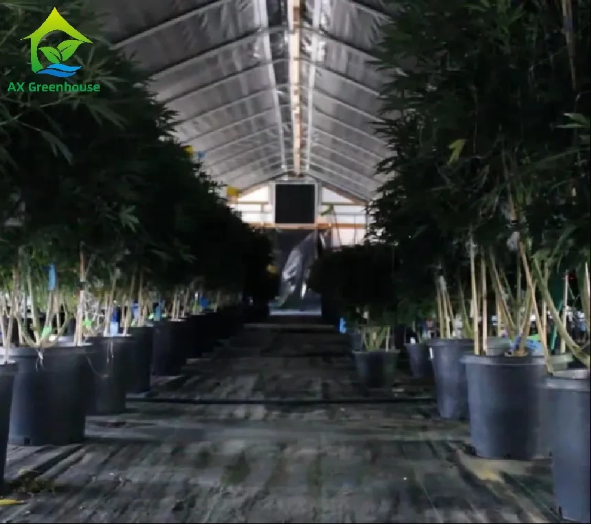 Estufa comercial de iluminação de quintal com filme plástico e estrutura de aço galvanizado a quente. 1