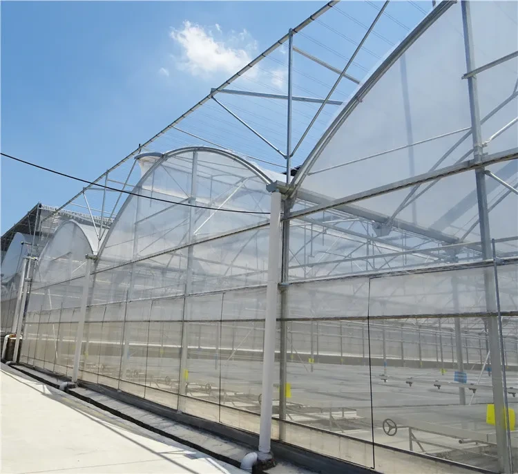 Invernaderos de tomate con película plástica de túnel de polietileno para agricultura moderna 1