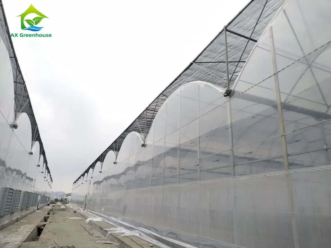 Invernadero agrícola de tomates de gran tamaño con película de polietileno de varios tramos 1