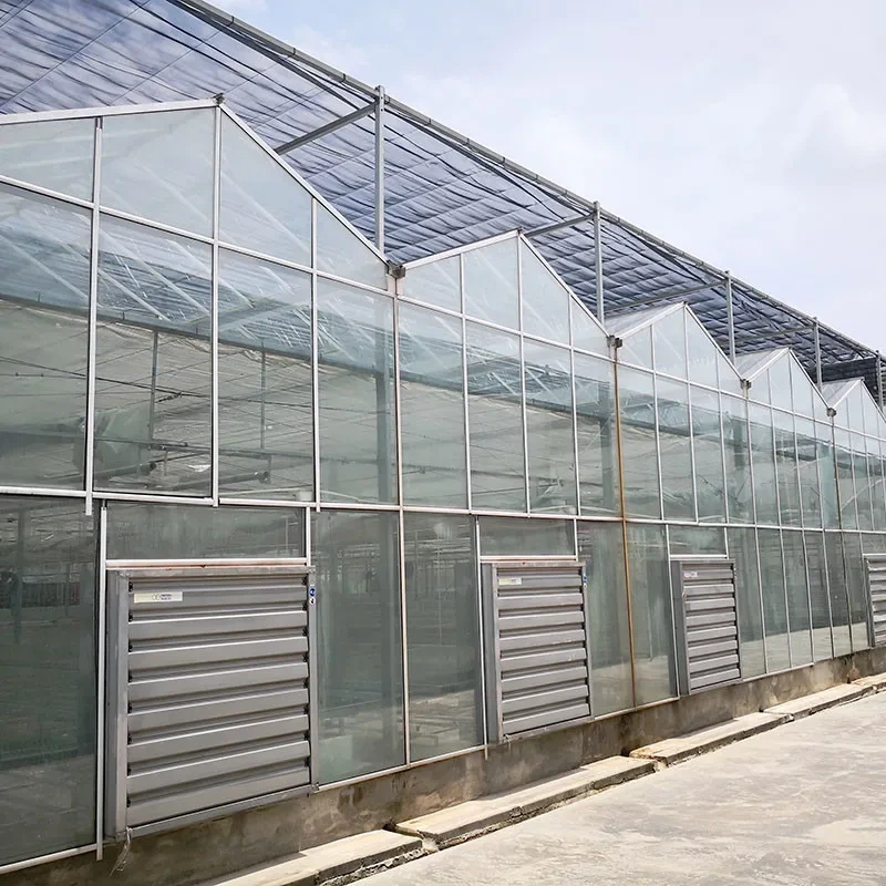 Invernaderos de tomate de túnel grande Venlo de vidrio agrícola con ventilación automática y sistema de enfriamiento con almohadilla y sistema de ventiladores. 1