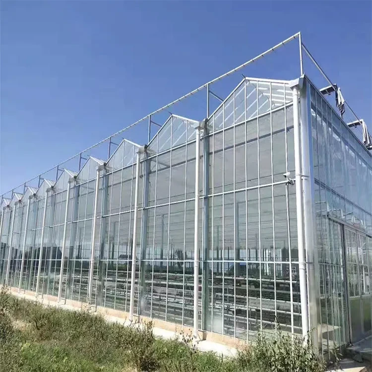 Invernadero de tomates Venlo de policarbonato multicapa con sistema de riego 1