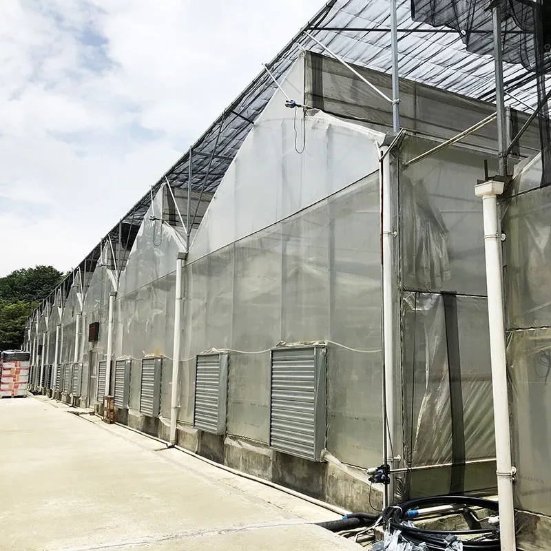 Steel Tructure Sawtooth Poly Film Low Tunnel Agricultural Multi-span Greenhouse for Sustainable Vegetable Production 1