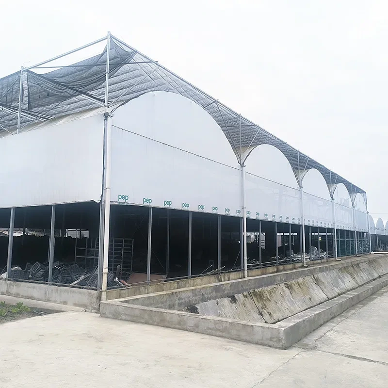 Pépinière en tuyaux d'acier galvanisé à chaud, système d'occultation multi-travées Panda Film, serre tropicale à champignons 1