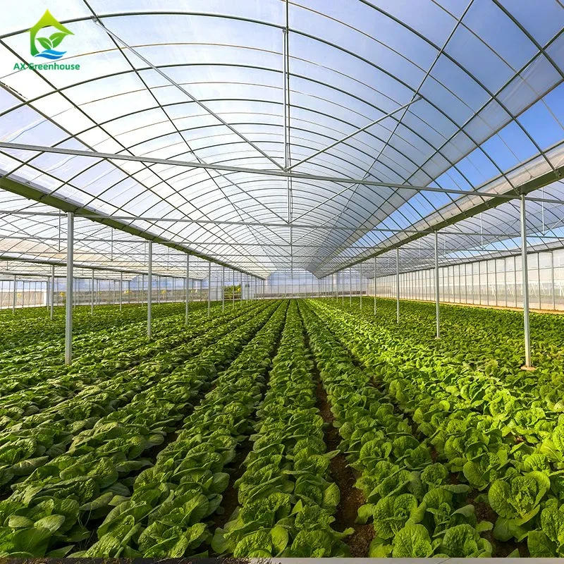 Estufa de filme plástico de grandes dimensões e com múltiplos vãos para o cultivo de hortaliças folhosas, tomates, pepinos, pimentões, berinjelas, morangos e melancias. 1