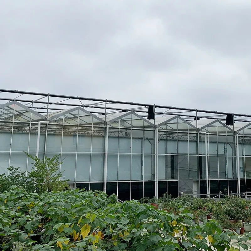 دفيئة زراعية زجاجية كبيرة لزراعة الخضراوات بهيكل من الفولاذ المجلفن بالغمس الساخن 1