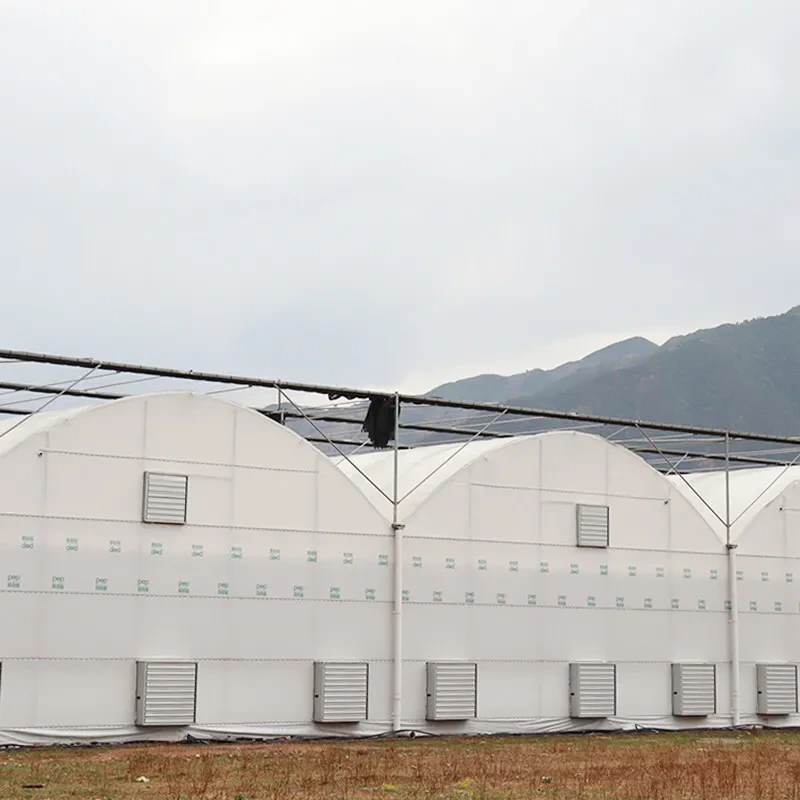 دفيئة زراعية متينة متعددة الامتدادات ذات إطار معدني وغشاء بلاستيكي متين للاستخدام في الزراعة 1