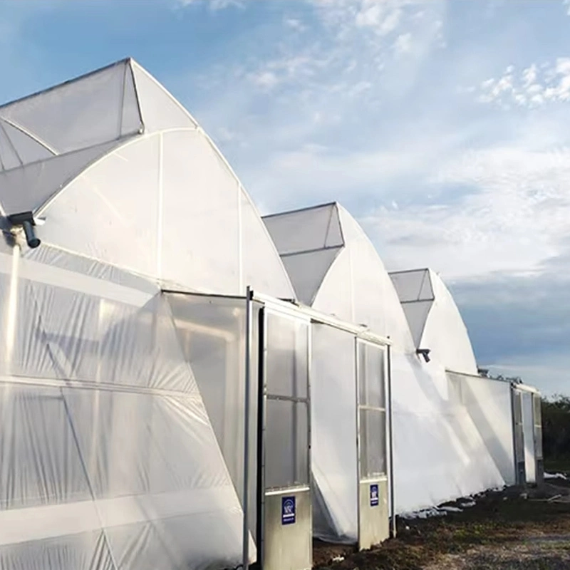 دفيئة تجارية متعددة الامتدادات ذات أغشية عالية الثبات مع تهوية سقف قابلة للتعديل 1