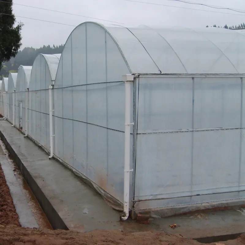 دفيئة زراعية تجارية من البولي أنفاق متعددة الطبقات، غشاء بلاستيكي مقاوم للأشعة فوق البنفسجية، لزراعة الفراولة بتقنية الزراعة المائية 1