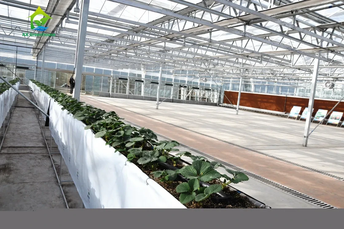 Equipo automático de cultivo sin suelo con tubo de gran capacidad para plantar tomates hidropónicos. 1