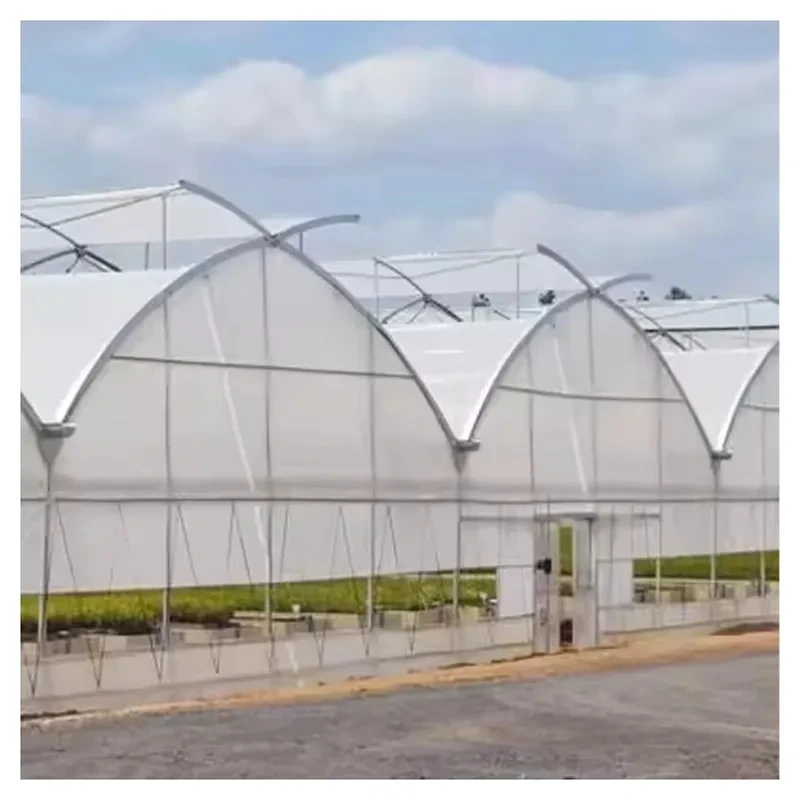 Serre agricole tunnel en polyéthylène durable et sur mesure, à travées multiples, pour fleurs 1
