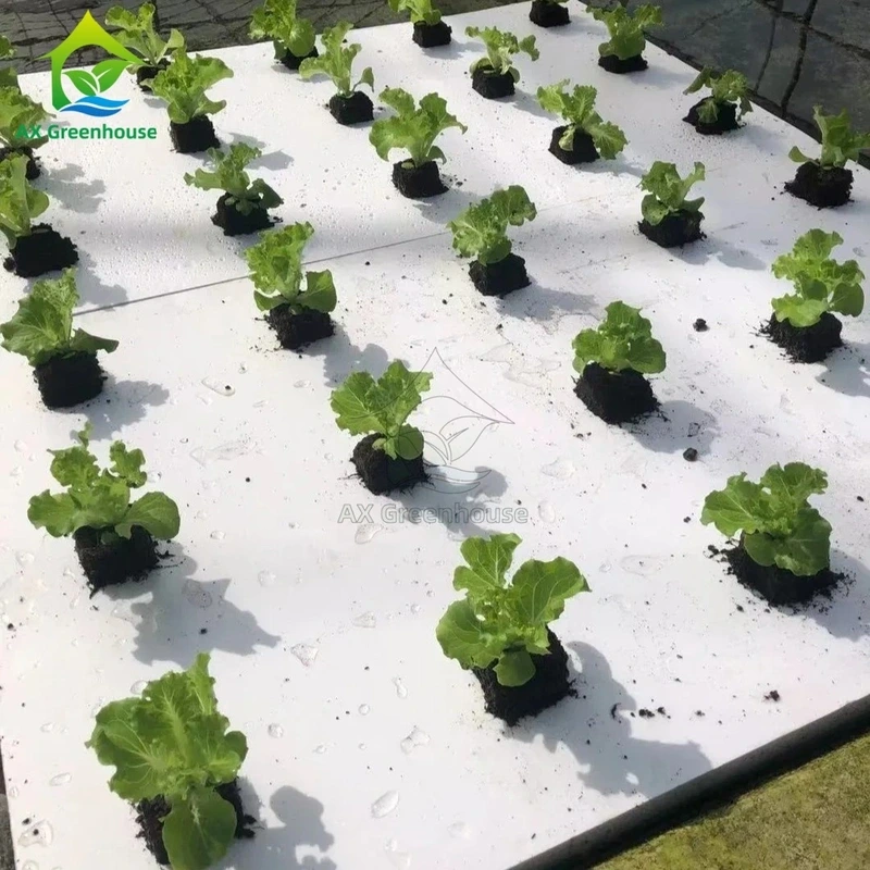 Sistema de cultivo sin suelo DWC de tablero flotante de invernadero para lechuga y hortalizas. 1