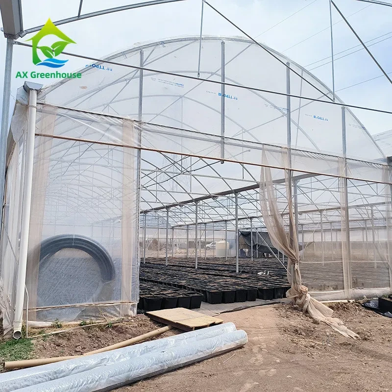 Multi Span Tropical Metal Frame Structure Tomato Poly Tunnel Greenhouse For Fruits Vegetables 1