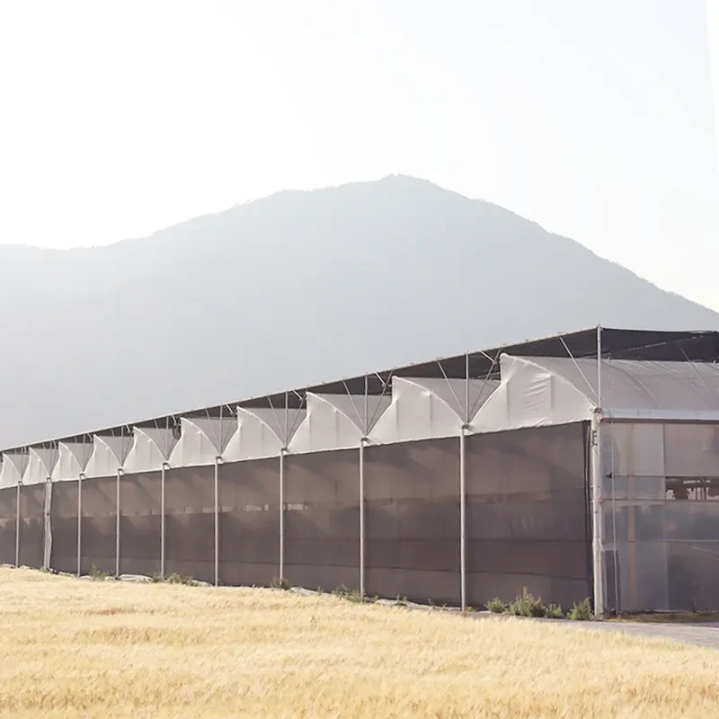 Invernadero de película plástica de invernadero multicapa para cultivo de tomates 1