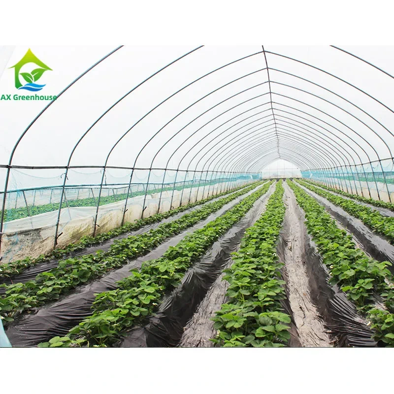 Commercial Single Span Poly Tunnel Greenhouse For Tomatoes 1