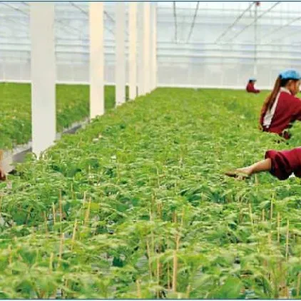 Sensor de concentración de dióxido de carbono de 55000 ppm, sensor de CO2 5G para invernaderos 1