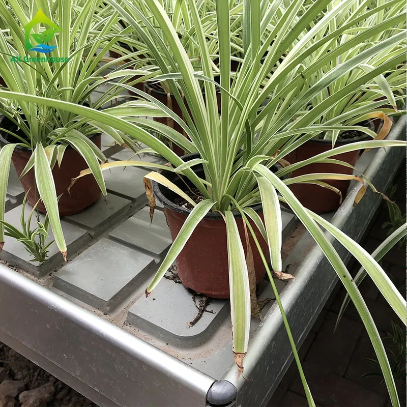 Bandeja de flujo y reflujo con panel ABS para plantas medicinales, bancos rodantes para invernaderos de una sola capa 1