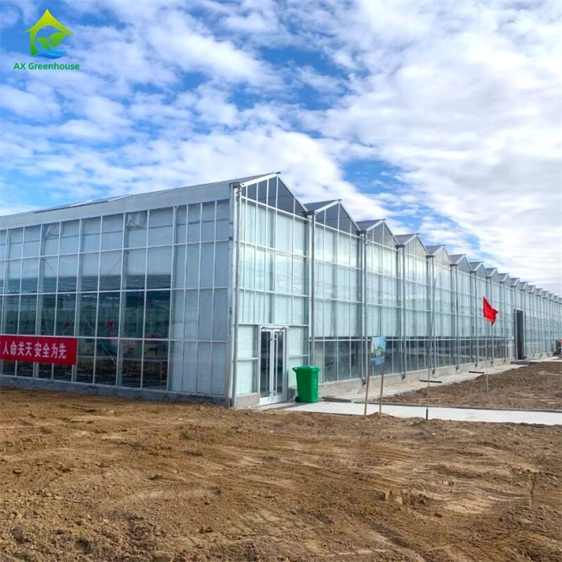 Fábrica de invernaderos de China, invernadero grande de varios tramos y gran altura, servicio integral 1