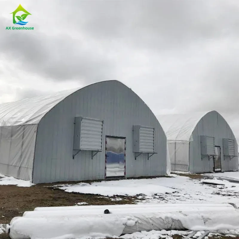 Cultivo de hierbas medicinales con apagón automático y privación de luz para hongos. 1