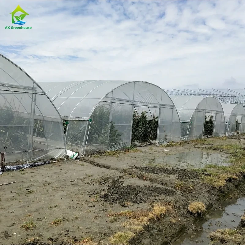 Estufa de frutas e vegetais de baixo custo, feita de filme plástico PE resistente a raios UV. 1