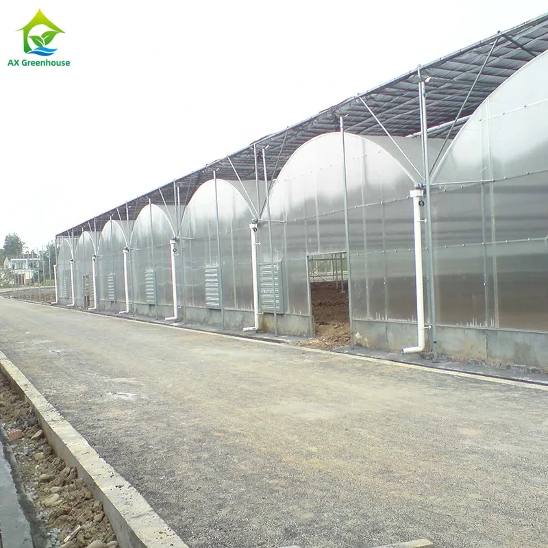 Multi-span Industrial Polycarbonate PC Sheet Tomato Fruit Hydroponic Greenhouse 1