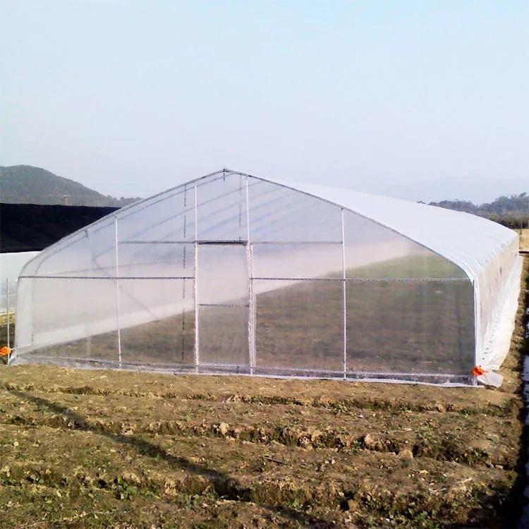 Invernadero de tomates de un solo tramo con película de plástico PE y túnel de polietileno para agricultura moderna 1