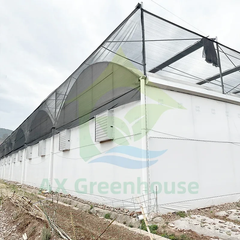 دفيئة بلاستيكية كبيرة متعددة الامتدادات لزراعة التوت الأزرق 1