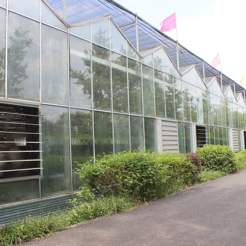 Agricultural Multi-span Venlo Glasshouse For Cooling System Pad And Fan System 1