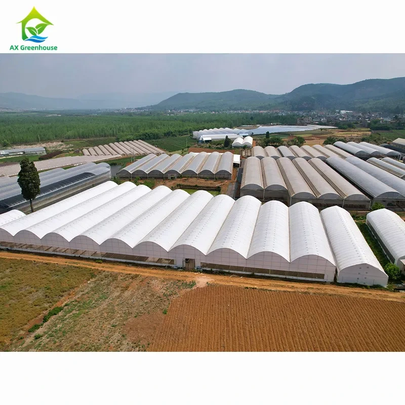بيوت زراعية متعددة الأقواس واسعة النطاق | مصنع بيوت زراعية متخصص في التخصيص بالجملة 1