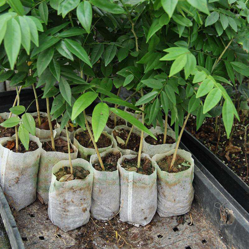 Ming Yu New non woven grow bags factory 4