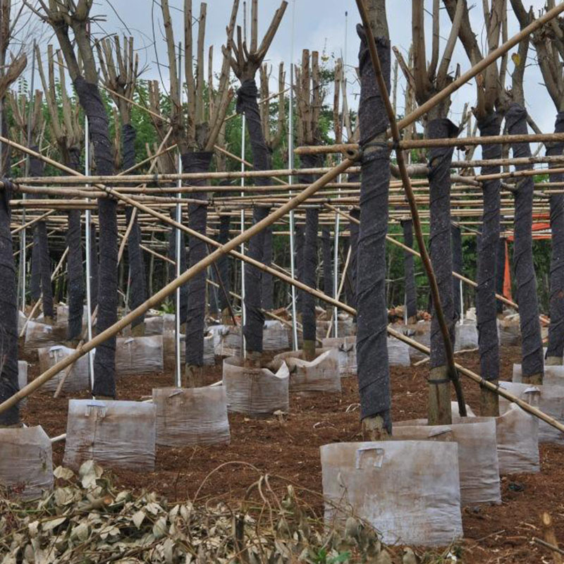 Ming Yu New non woven grow bags factory 5
