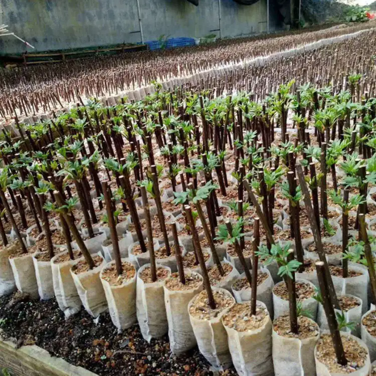 Non-woven fabric is used for seedling bags. 1