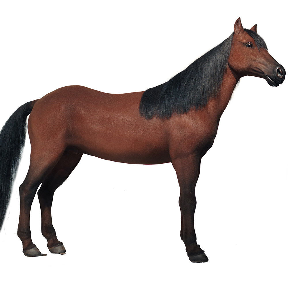 Best Customized Lifelike Realistic horse Sculpture Manufacturers From China | DXDF，Grand Orient Wax Figure 10