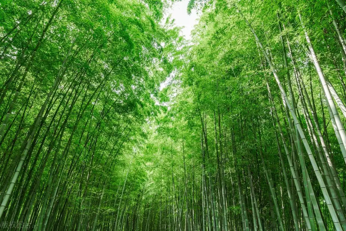 Bamboo Toilet Paper Vs. Traditional Toilet Paper: Which Is Better? 2