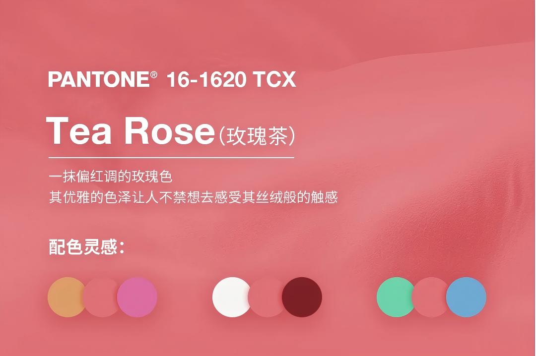  Rosa de té (Rosa de té roja)