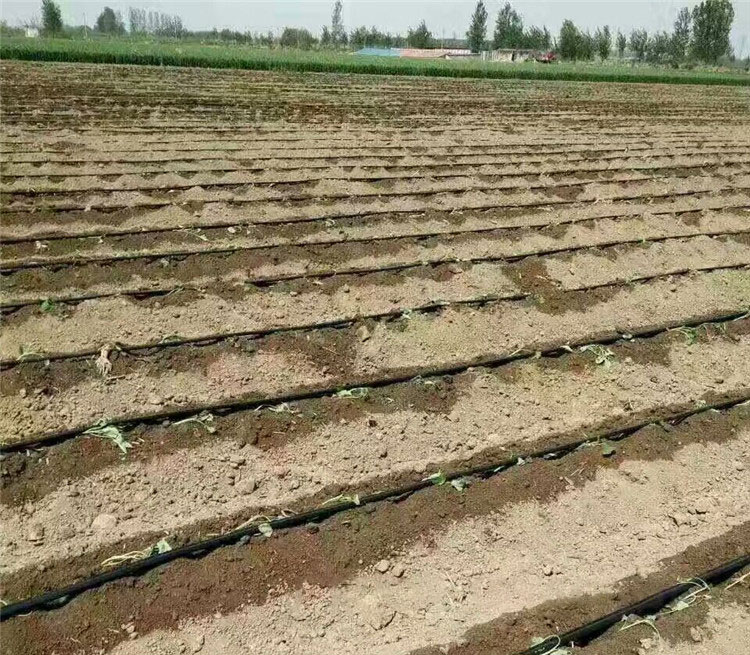 Cylindrical Dripper Pipe Manufacturing Process Drip Irrigation Pipe Production Lines Wholesale - HWYAA MACHINERY 9