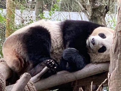 Finding Unity and Renewal: Our Team Building Trip in Chengdu 5