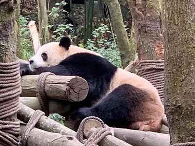 Finding Unity and Renewal: Our Team Building Trip in Chengdu 4