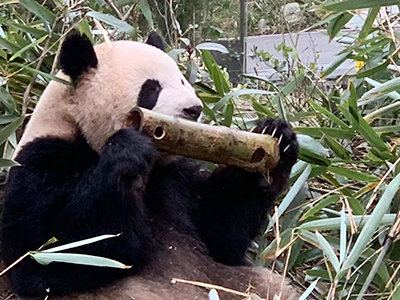 Finding Unity and Renewal: Our Team Building Trip in Chengdu 6