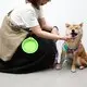 Dog Feeding Machine Bulk Buy Blessing 3