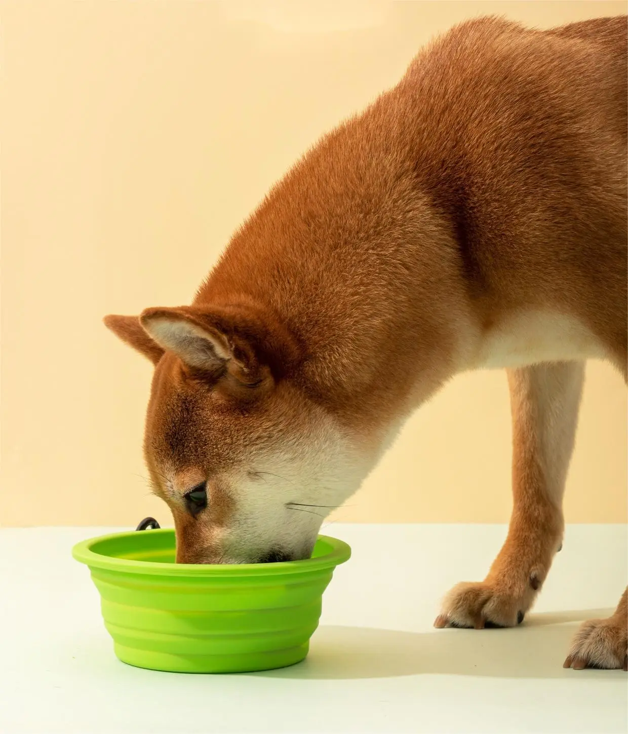 Dog Feeding Machine Bulk Buy Blessing 2