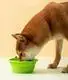 Dog Feeding Machine Bulk Buy Blessing 2