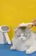 Pet Grooming Hair Clipper Kit Blessing Company 4