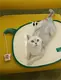 New Wholesale Cat Supplies Company | Blessing 5