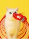 Blessing | OEM Bulk Dog Toys Wholesale Supply 4