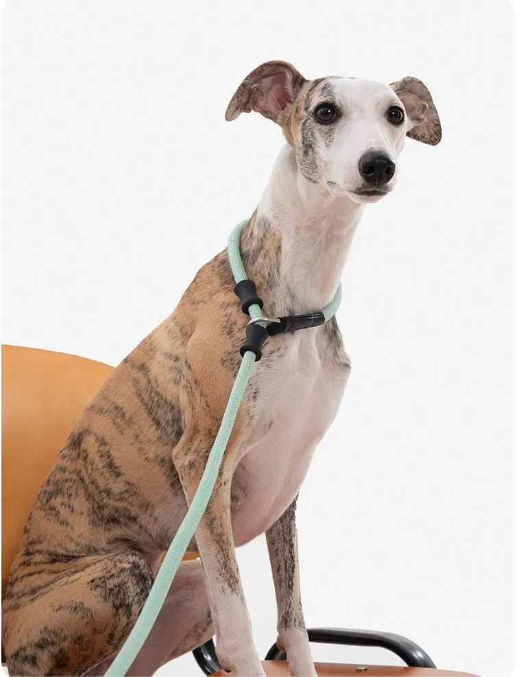 Hot Puppy Harnesses and Leashes Blessing Brand 4