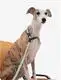 Hot Puppy Harnesses and Leashes Blessing Brand 4
